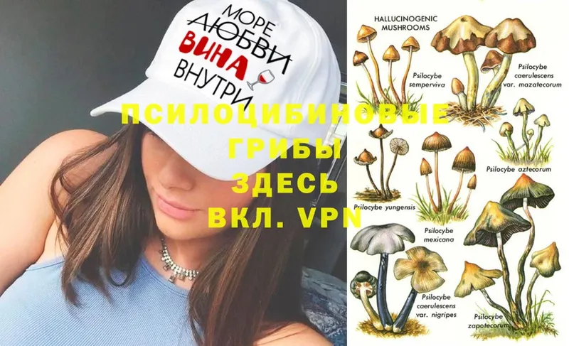 Галлюциногенные грибы Psilocybe  что такое наркотик  Макарьев 